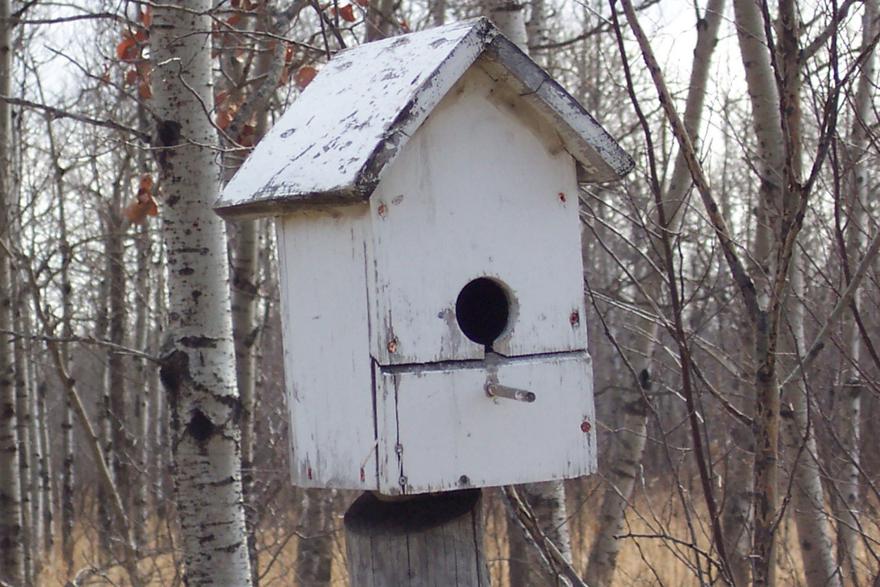 bird house nest free photo
