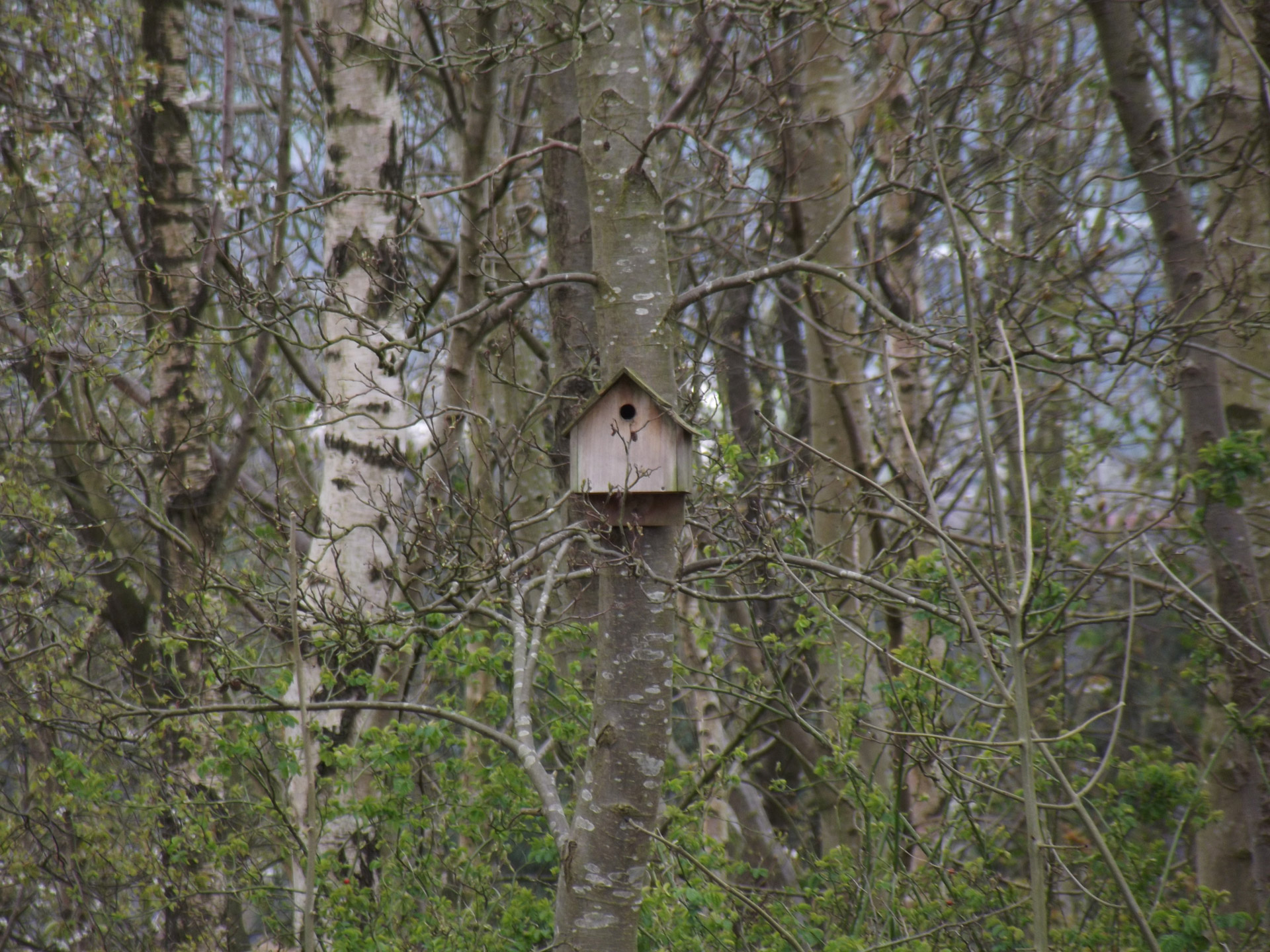 bird house bird house free photo