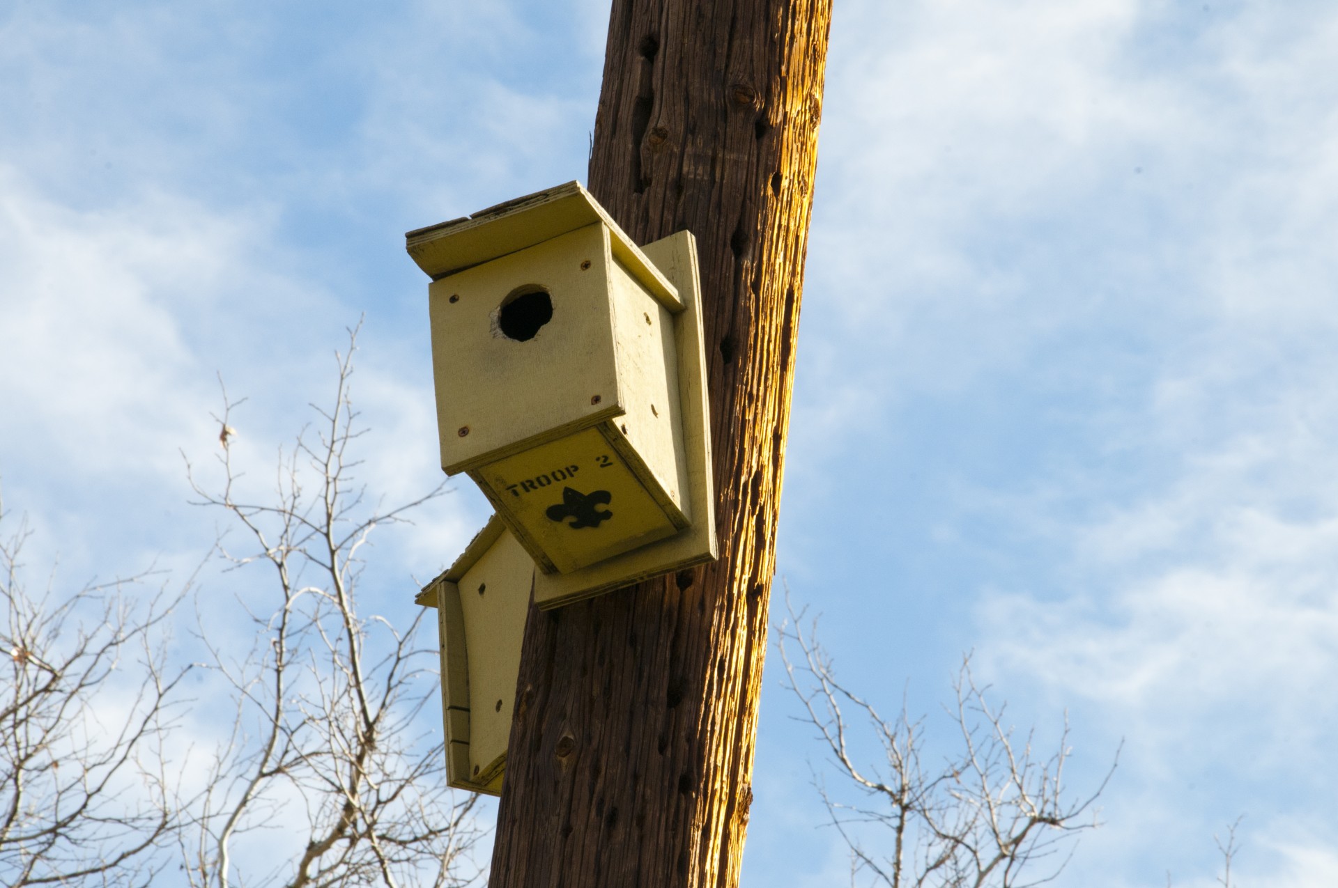 bird house birds telephone pole free photo