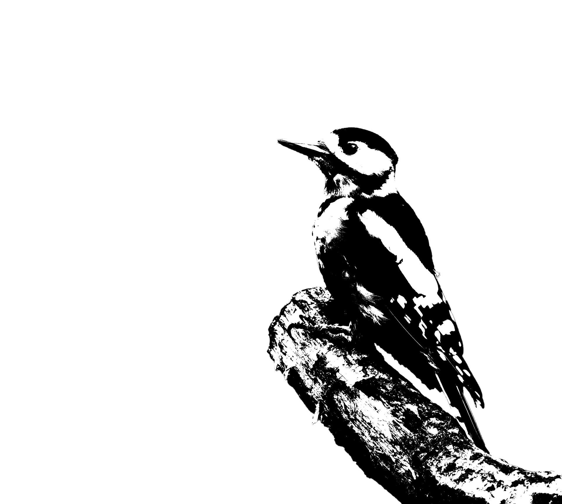 bird woodpecker spotted free photo