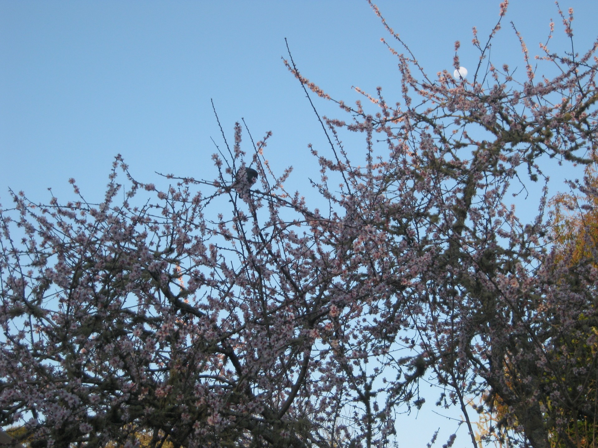 bird pigeon tree free photo
