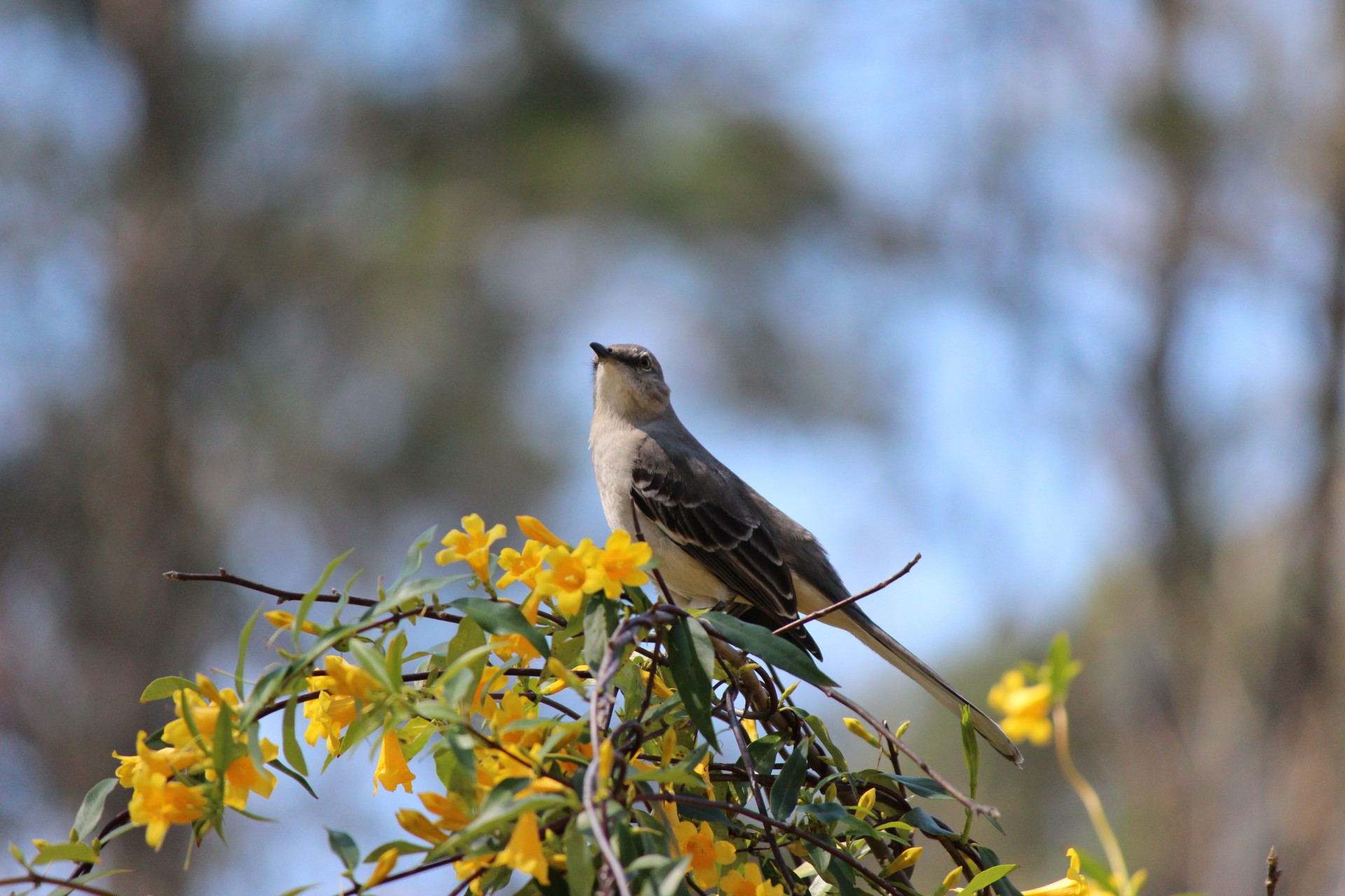 bird sitting wing free photo