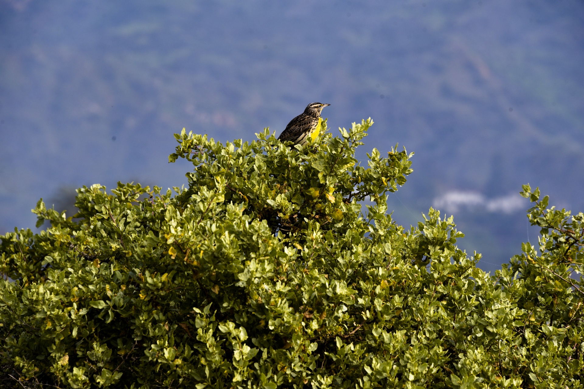 bird birds yellow breasted bird free photo