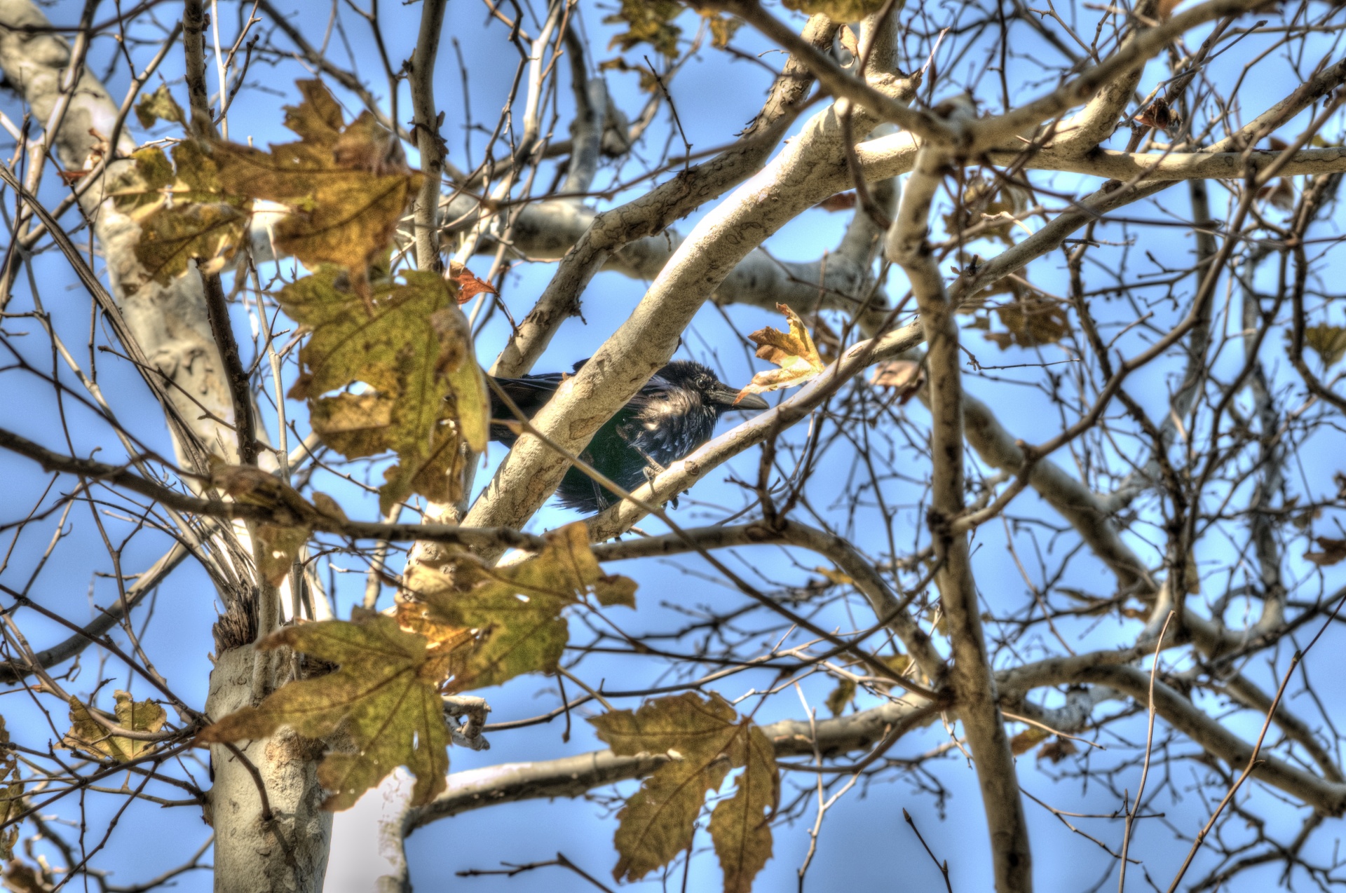 bird birds bird bush free photo