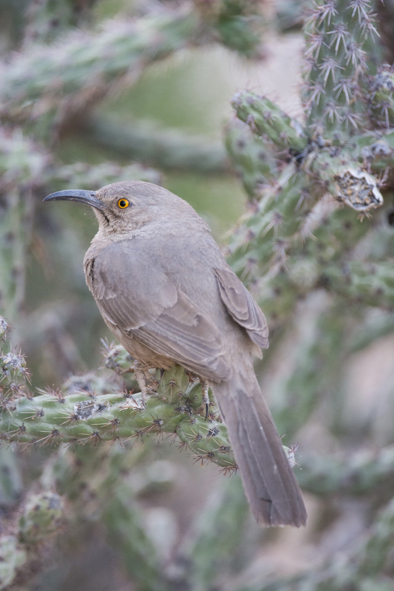 bird cactus nature free photo