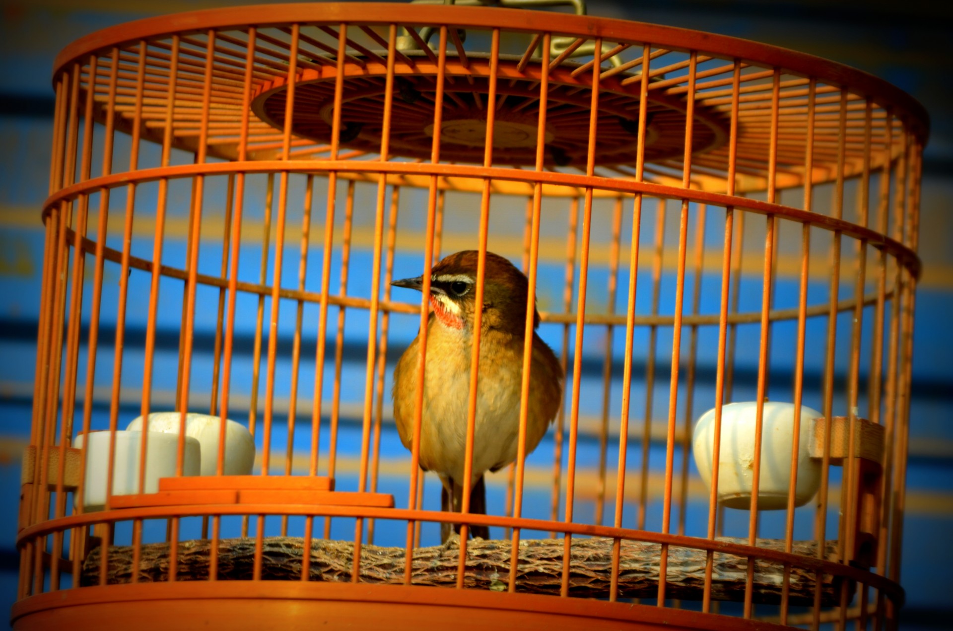 animals bird cage free photo