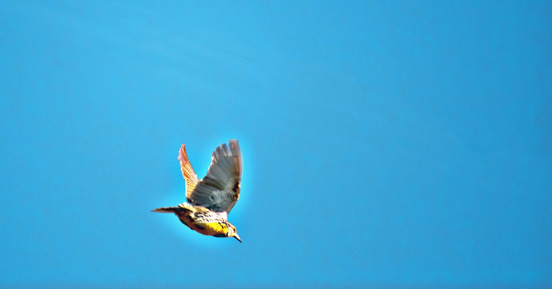 bird glow sky free photo