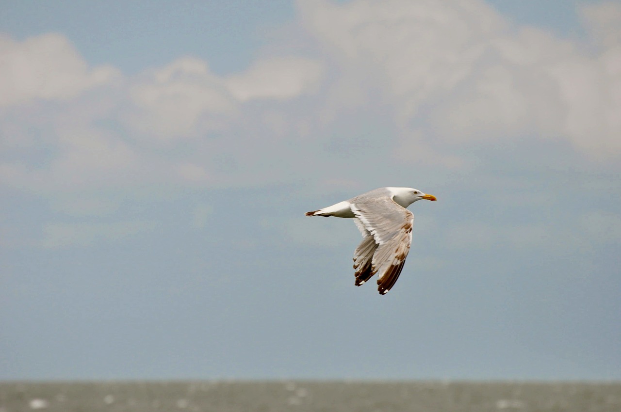 bird in flight flying seagull free photo