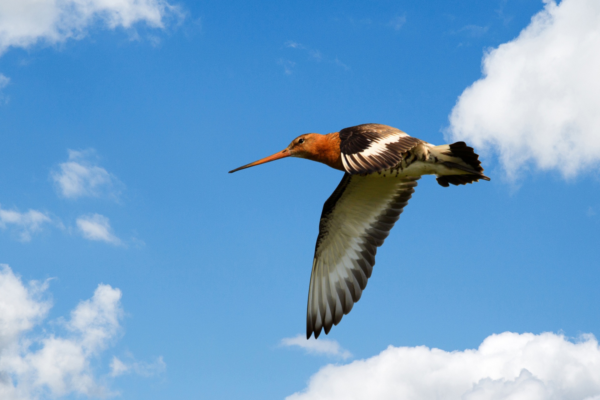 bird godwit flight free photo