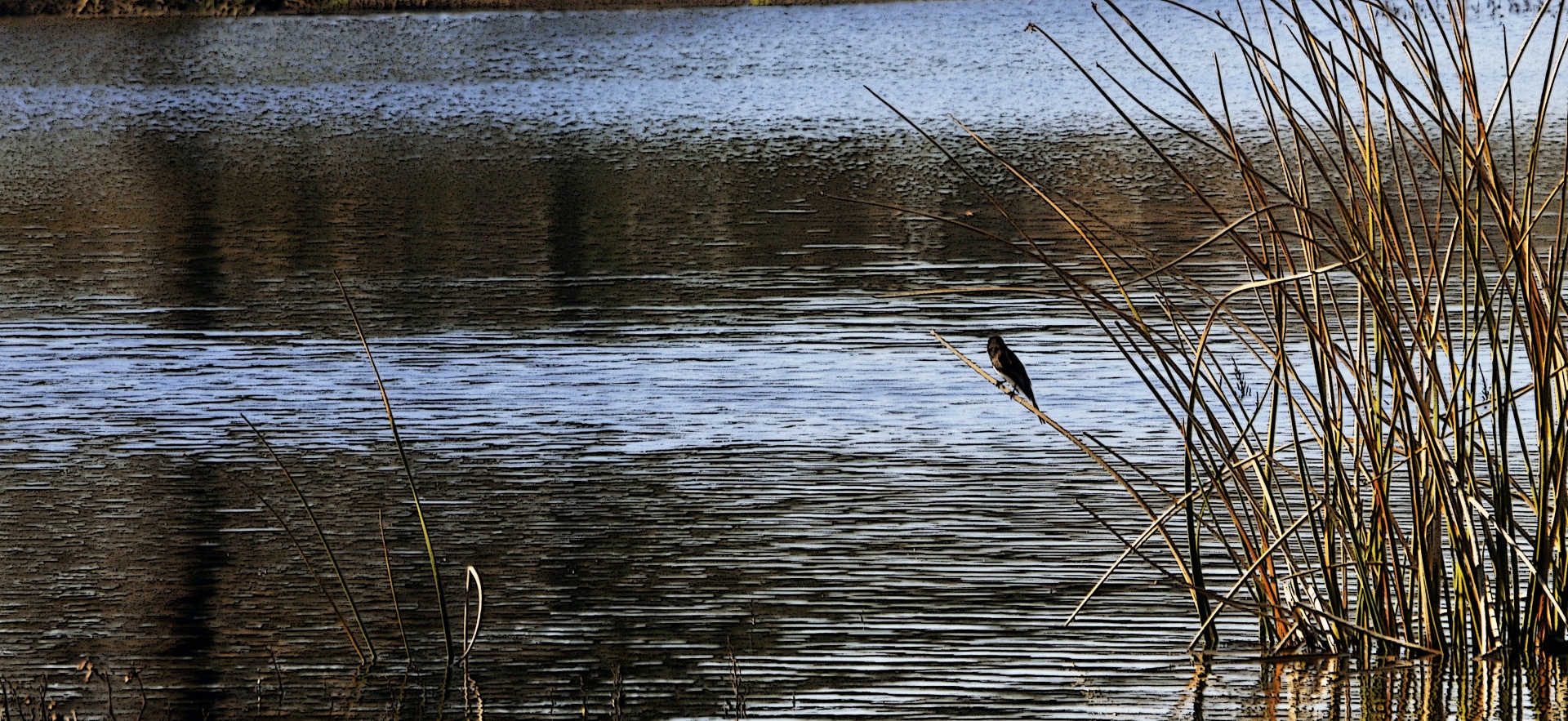 marsh wetlands bird free photo