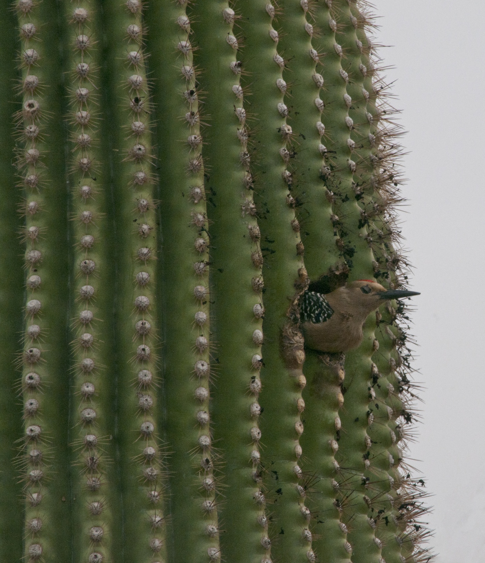 bird birds saguaro free photo