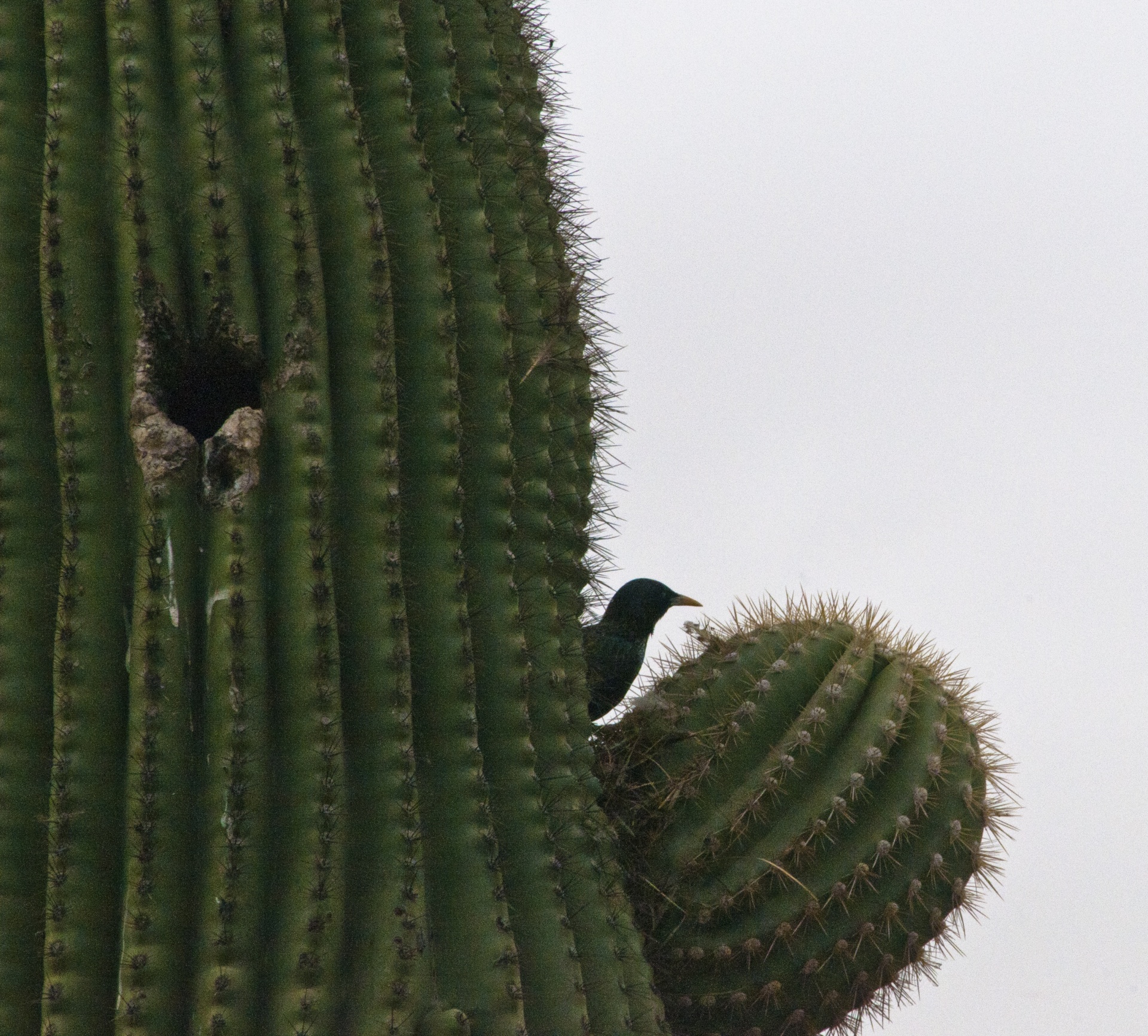 cactus saguaro desert free photo