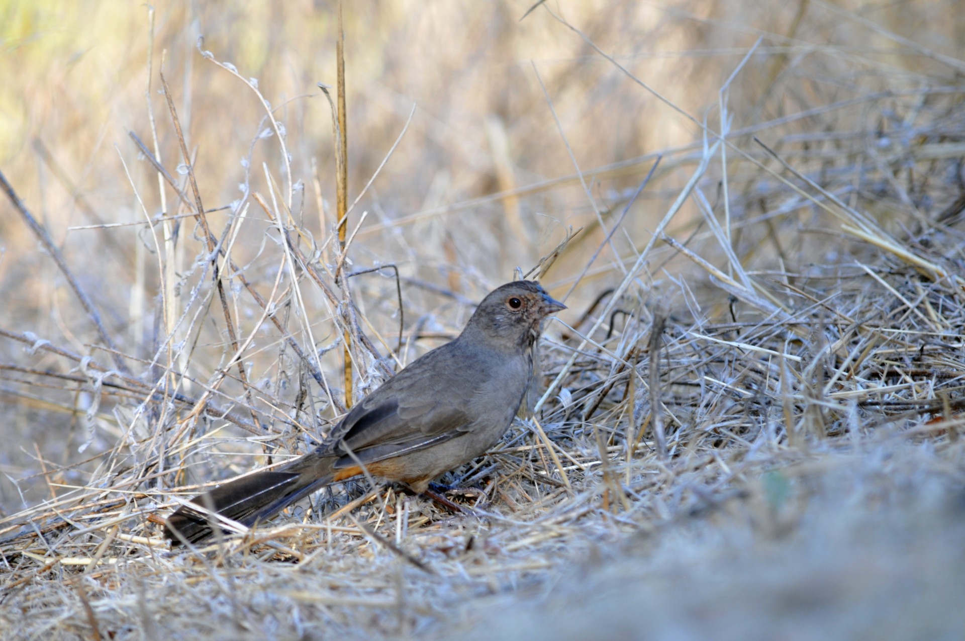 bird birds brown free photo