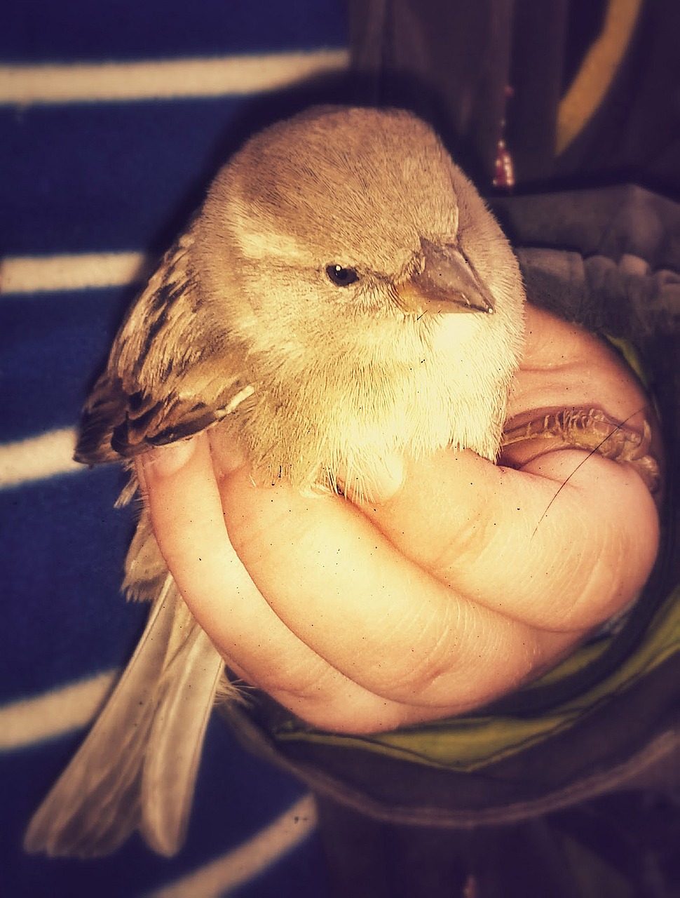 bird in the hand metaphor sparrow free photo