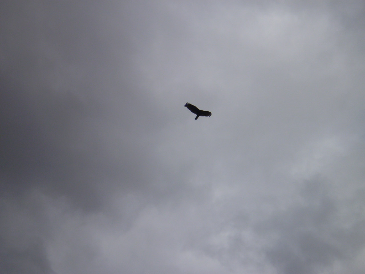 bird sky cloudy free photo