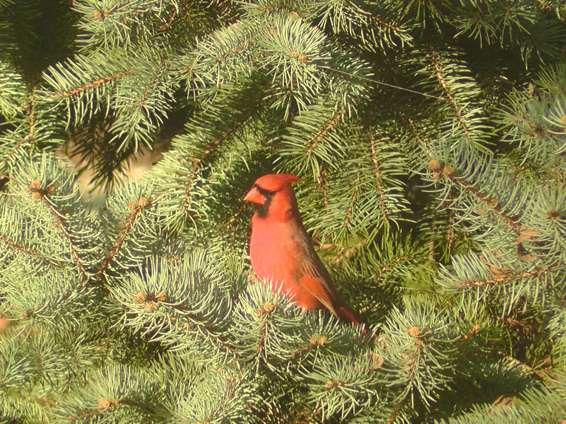 cardinal evergreen bird tree free photo