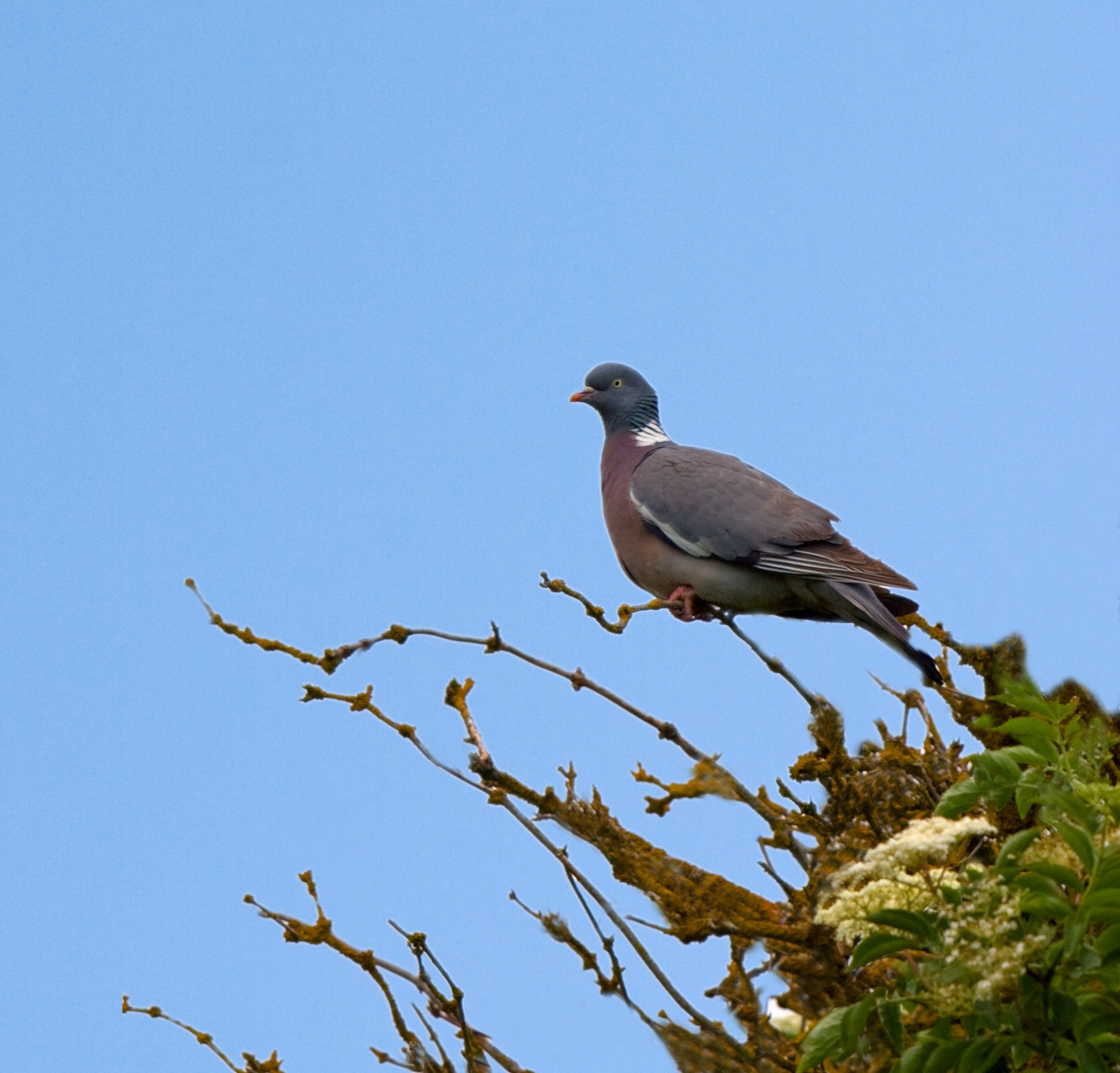 bird pigeon animal free photo