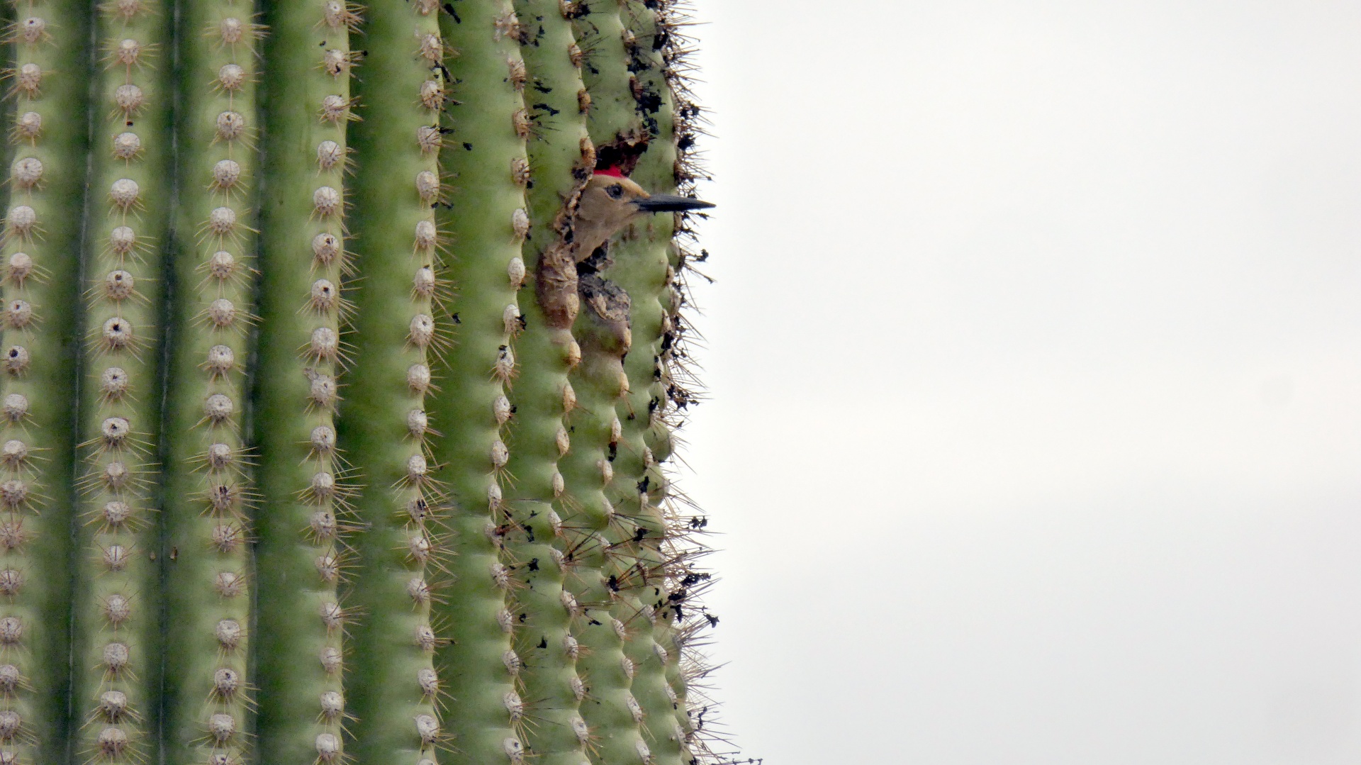 cactus bird cacti free photo