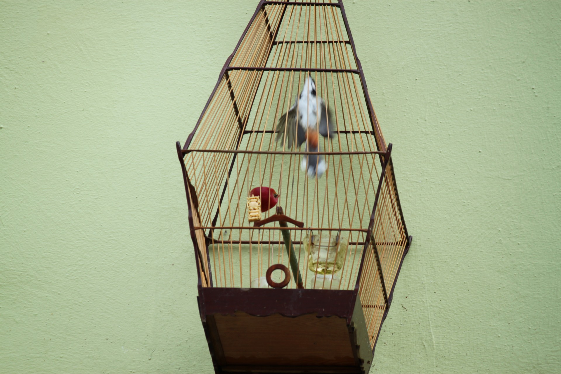 bird inside cage free photo