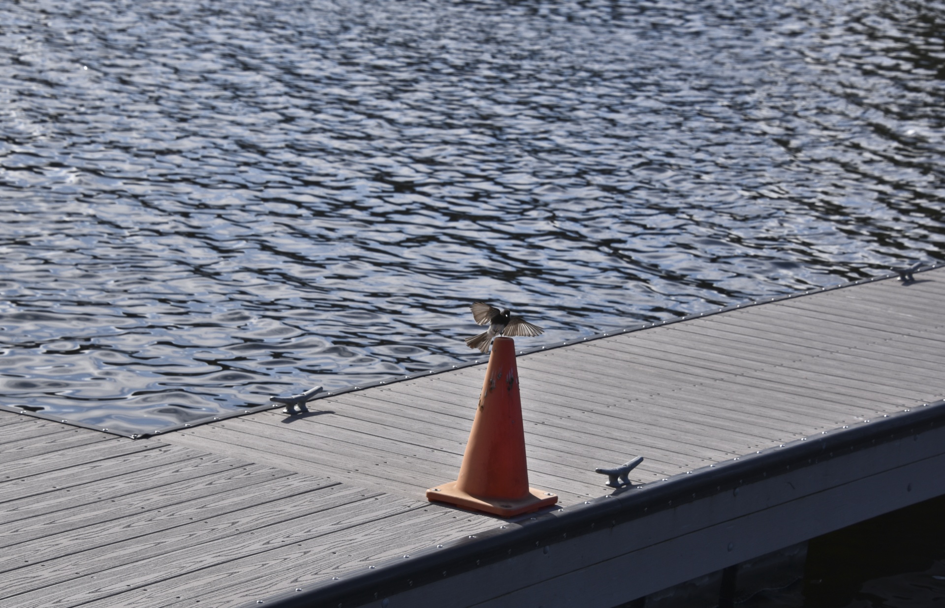 bird orange traffic free photo