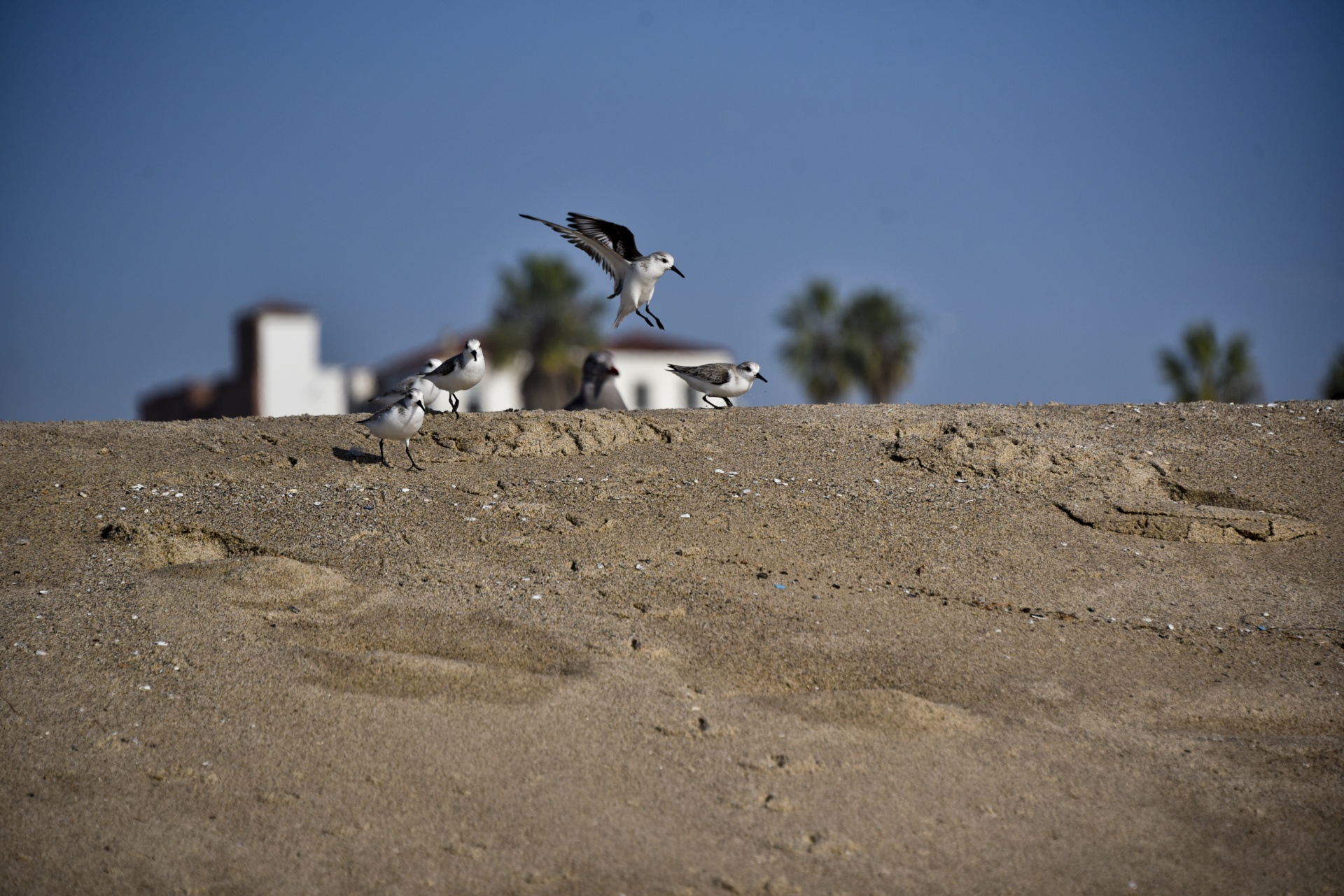 seagull flight landing free photo