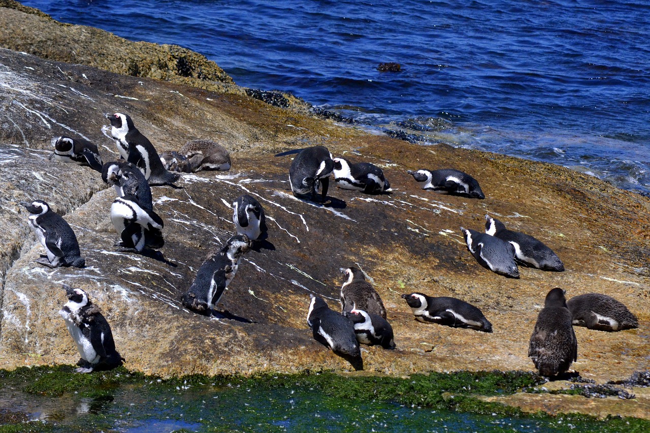 bird life ocean nature free photo