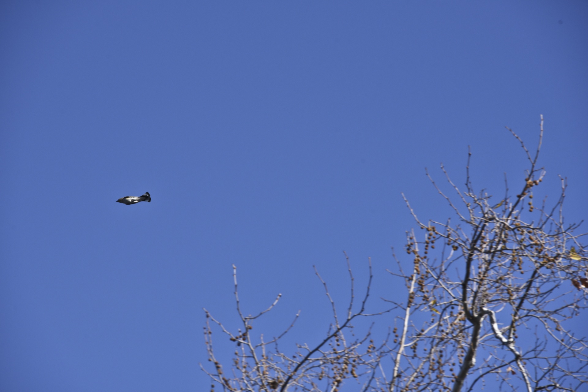 bird rocket flying free photo