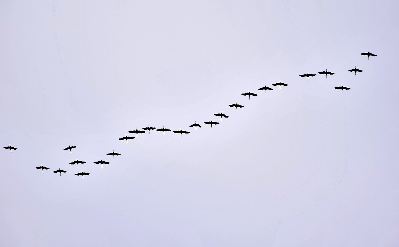 bird migration cranes formation free photo