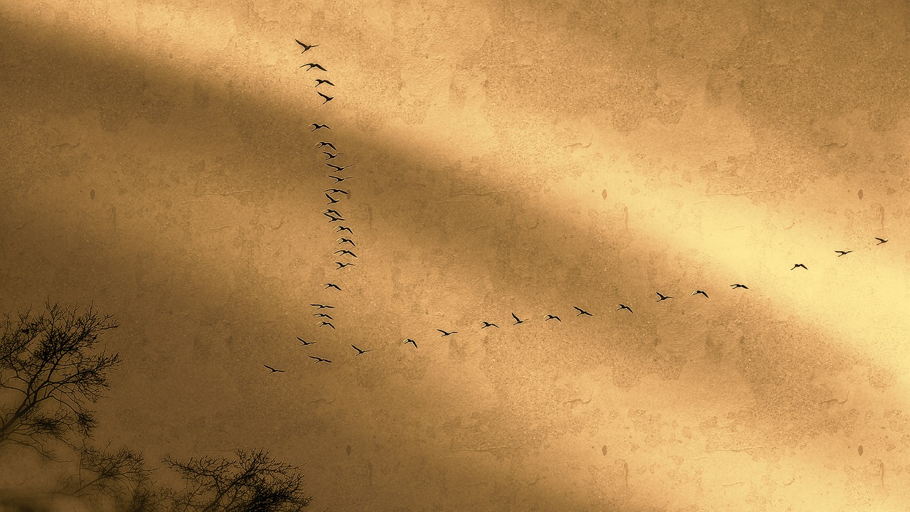 bird migration cranes migratory birds free photo