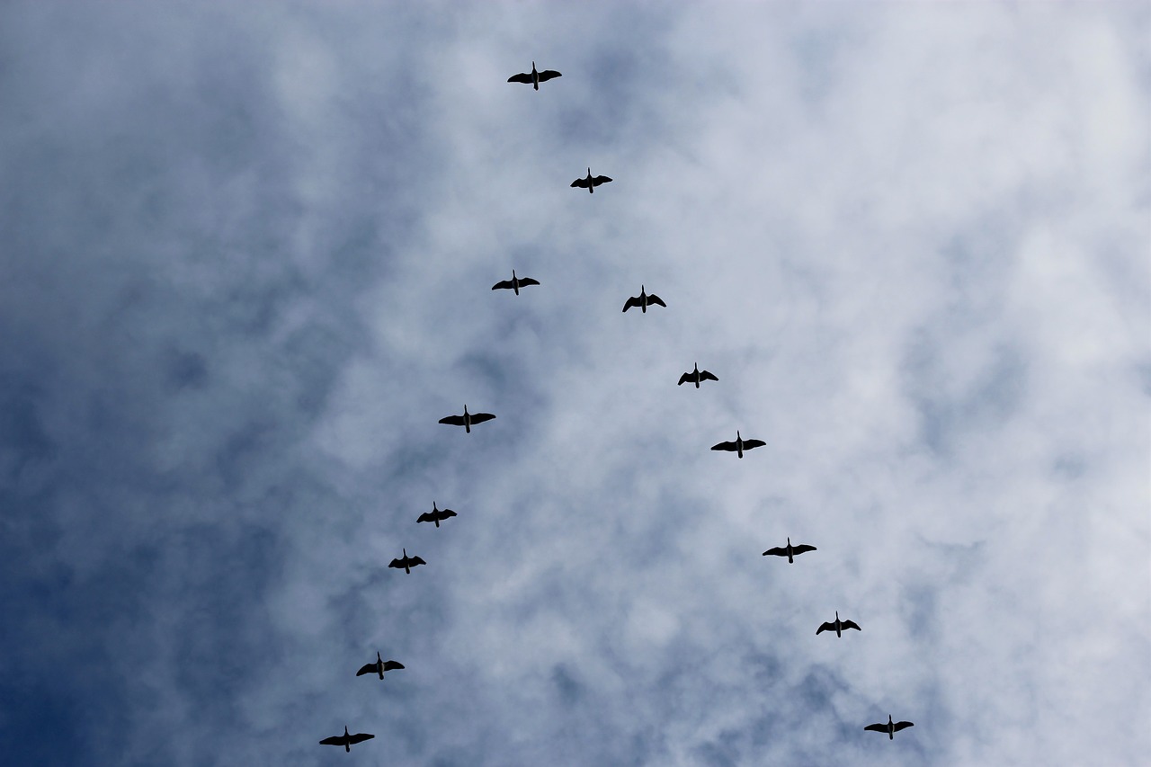 bird migration  wild geese  great free photo