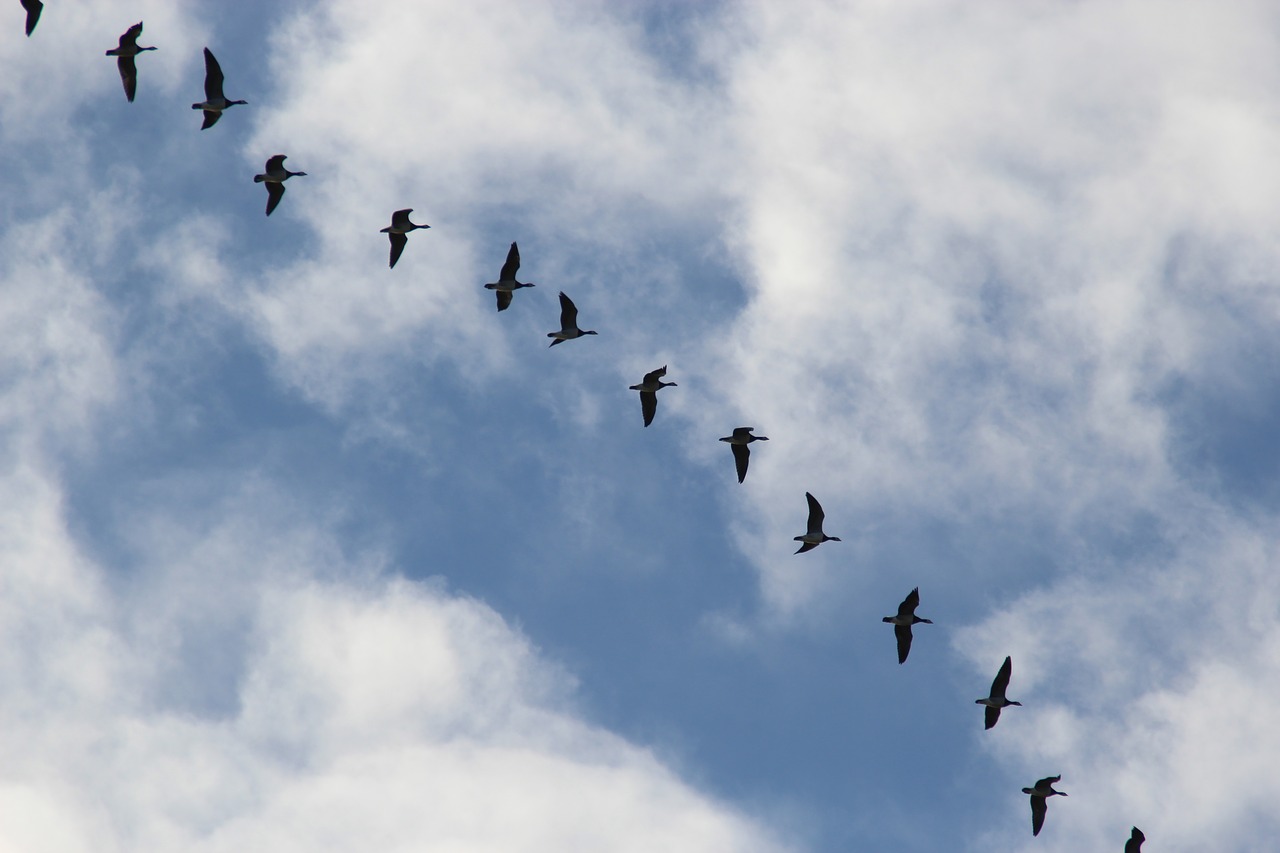 bird migration  migratory birds  wild geese free photo