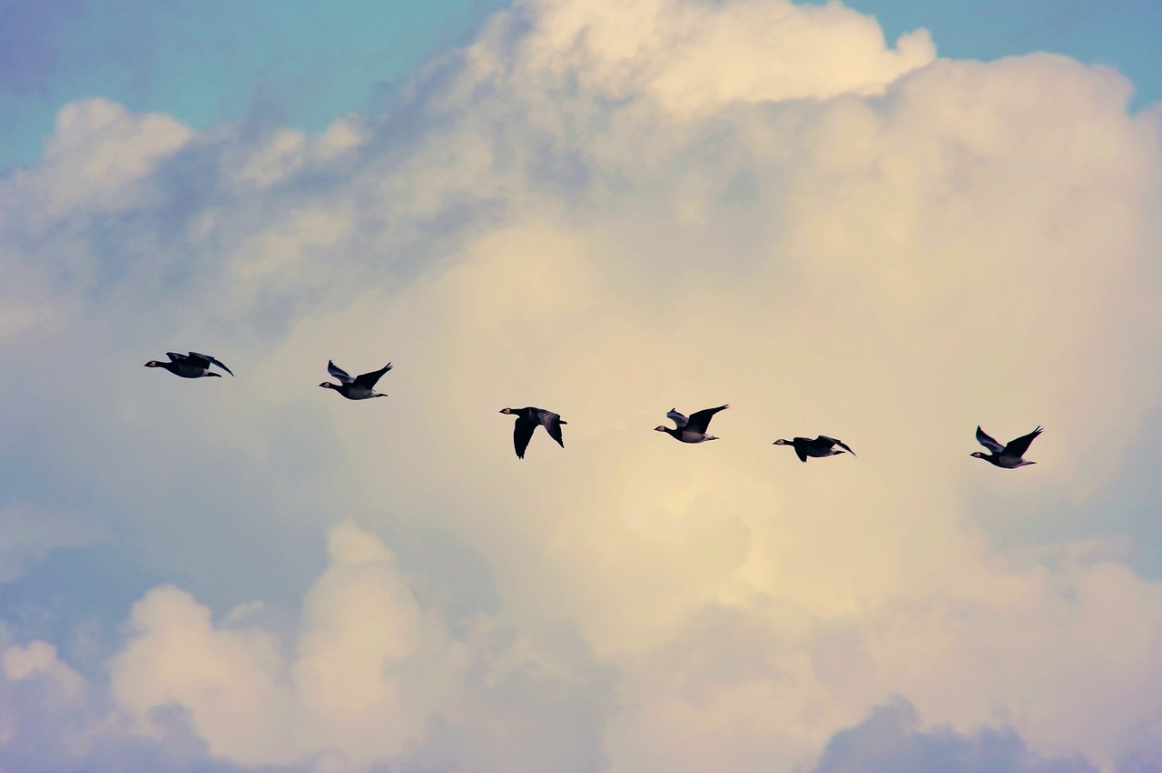 bird migration  geese  flying free photo