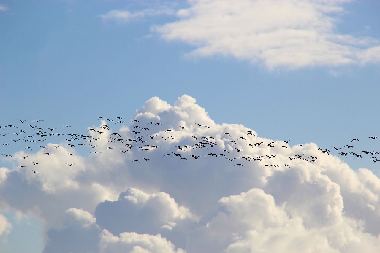 bird migration  migratory birds  flock of birds free photo