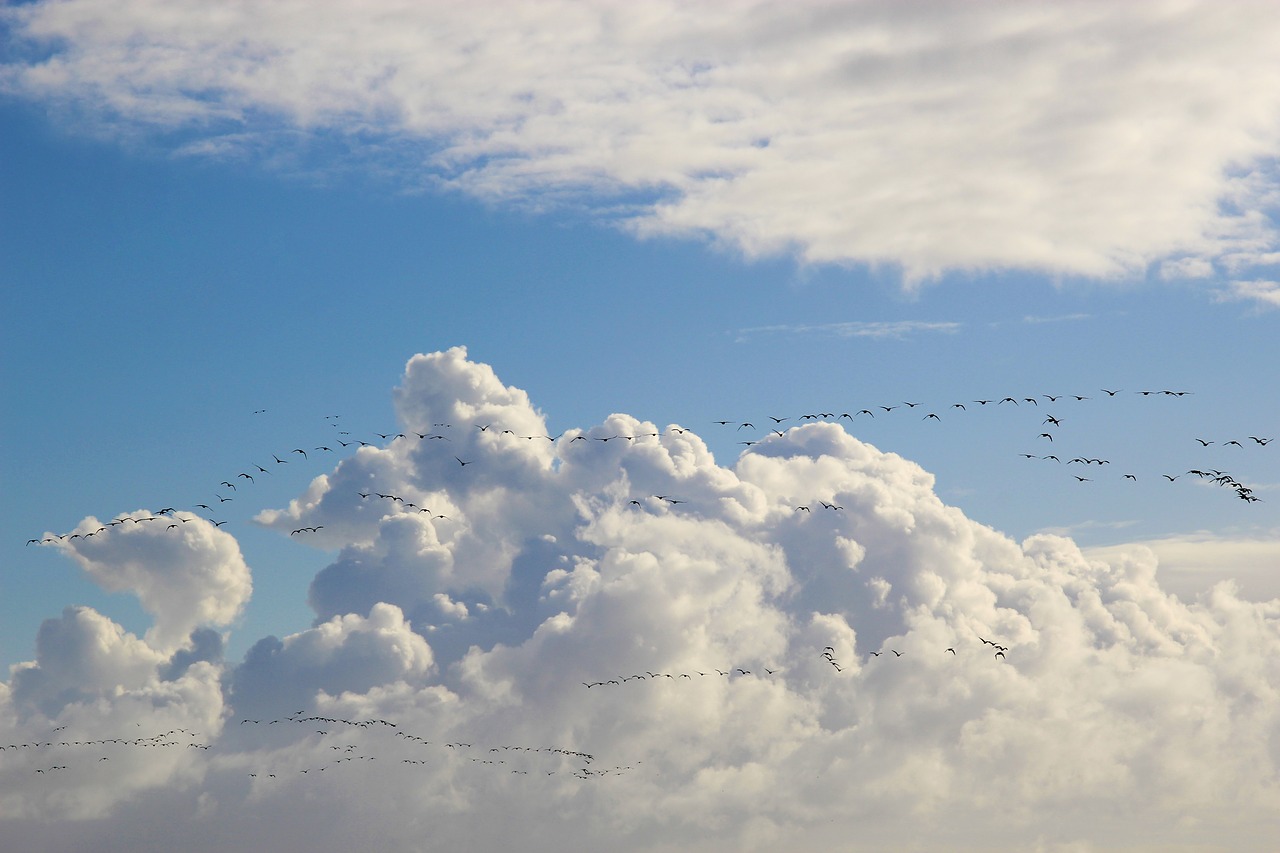 bird migration  migratory birds  swarm free photo