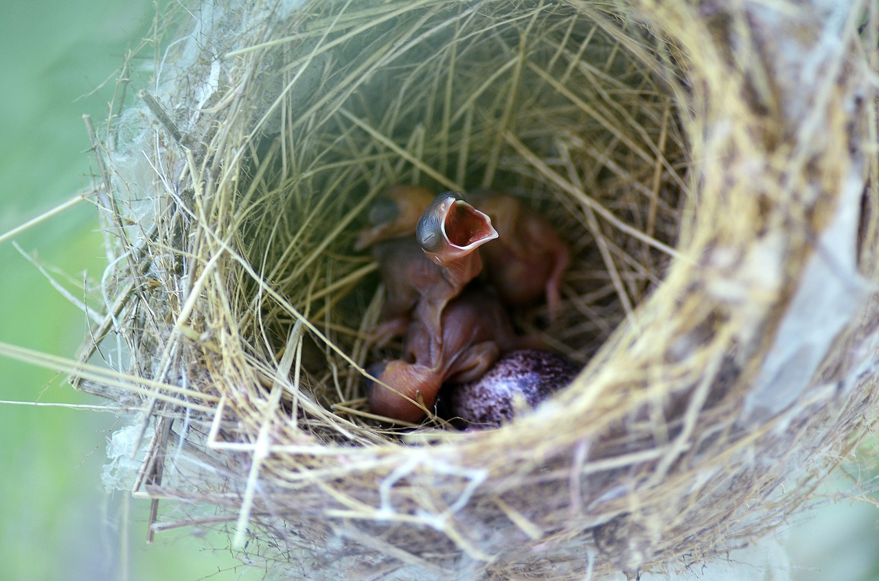 bird nest nest nature free photo