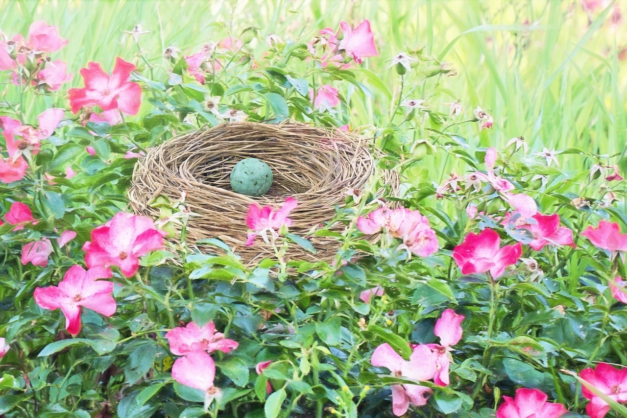 bird nest bird's nest robin egg free photo