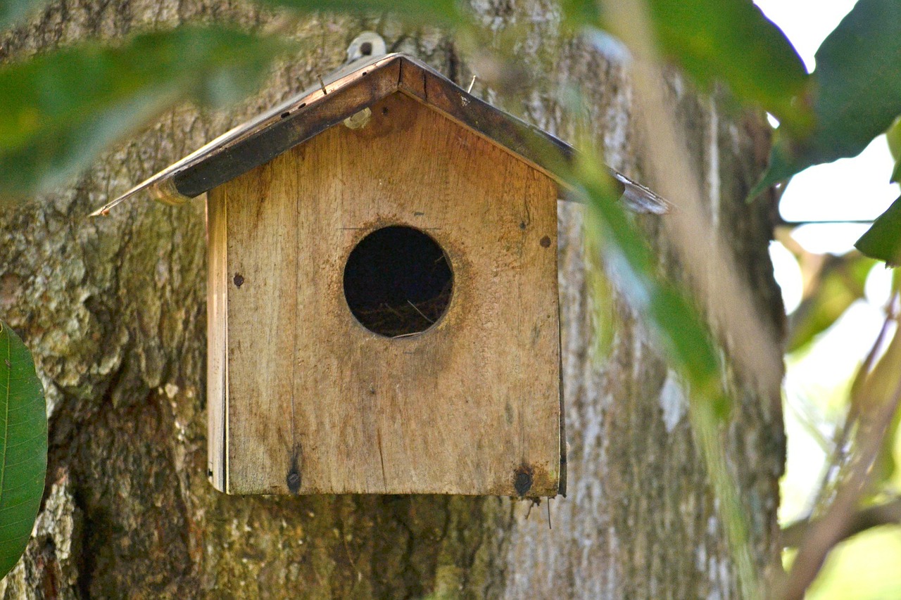 bird nest breeding box bird shelter free photo