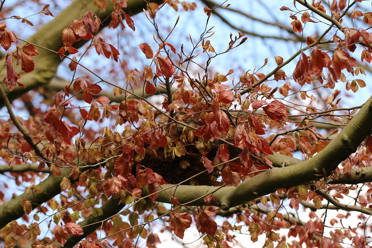 bird nest tree nature free photo