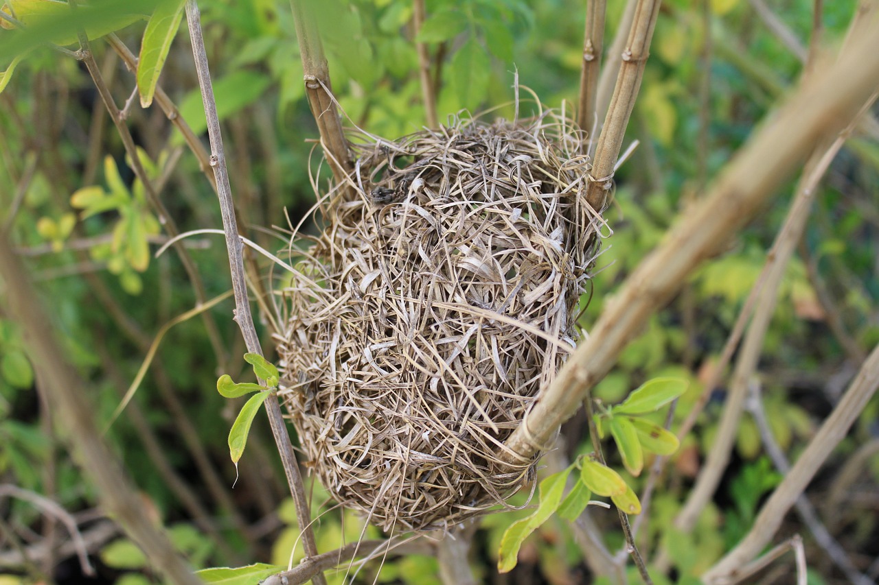 bird nest birds nest free photo