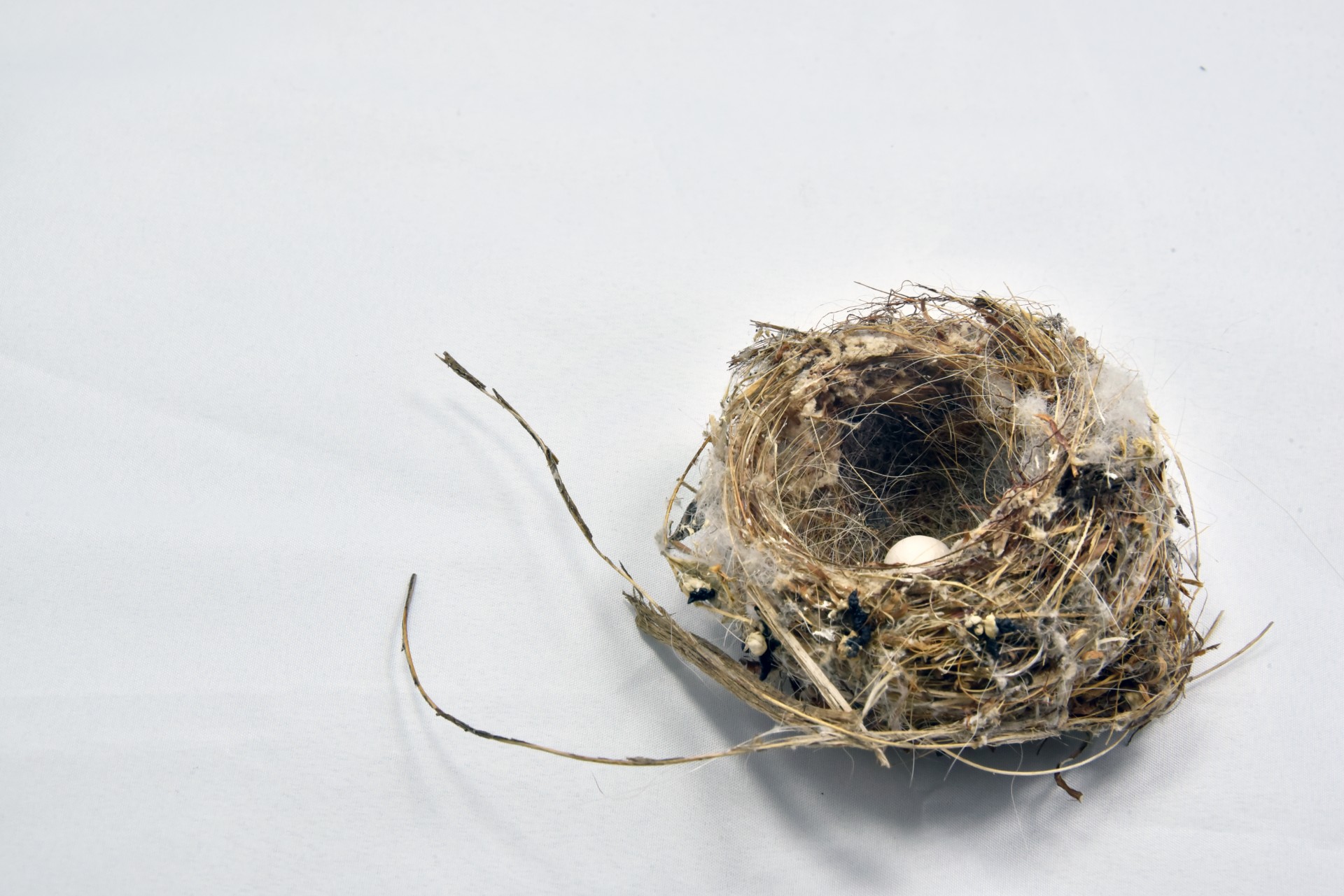egg bird nest free photo