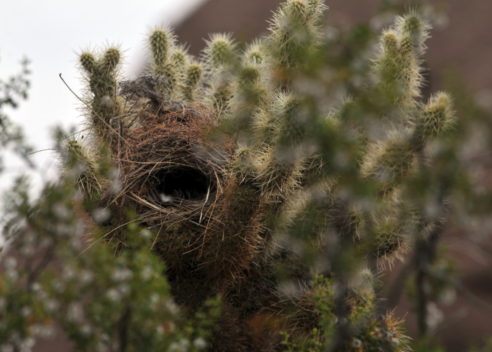 cactus desert nest free photo