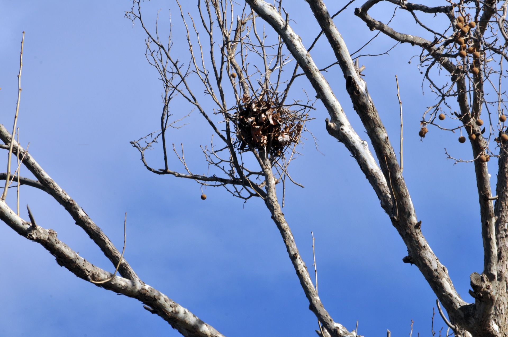bird nest tree bare tree free photo