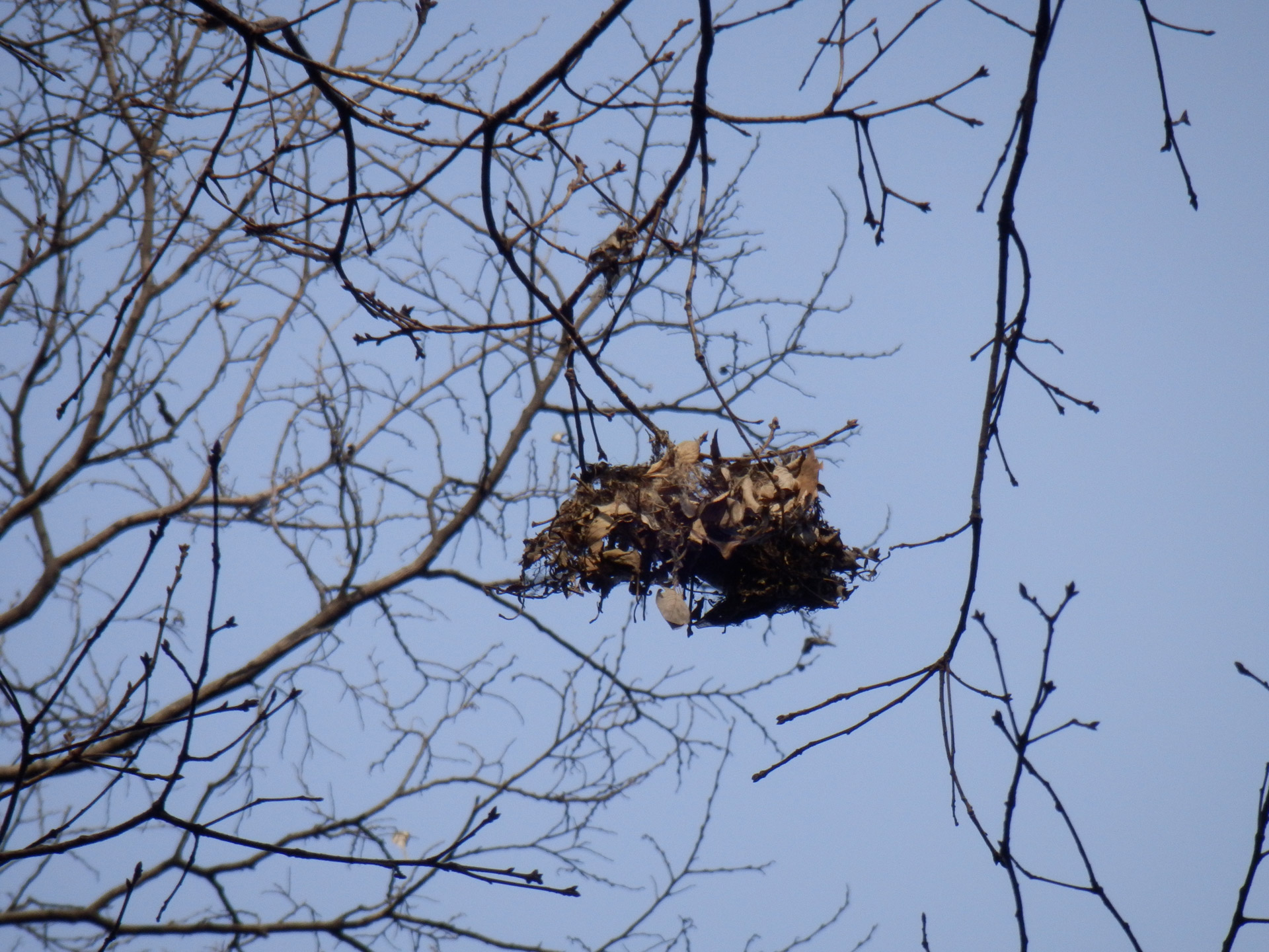 bird nest tree free photo