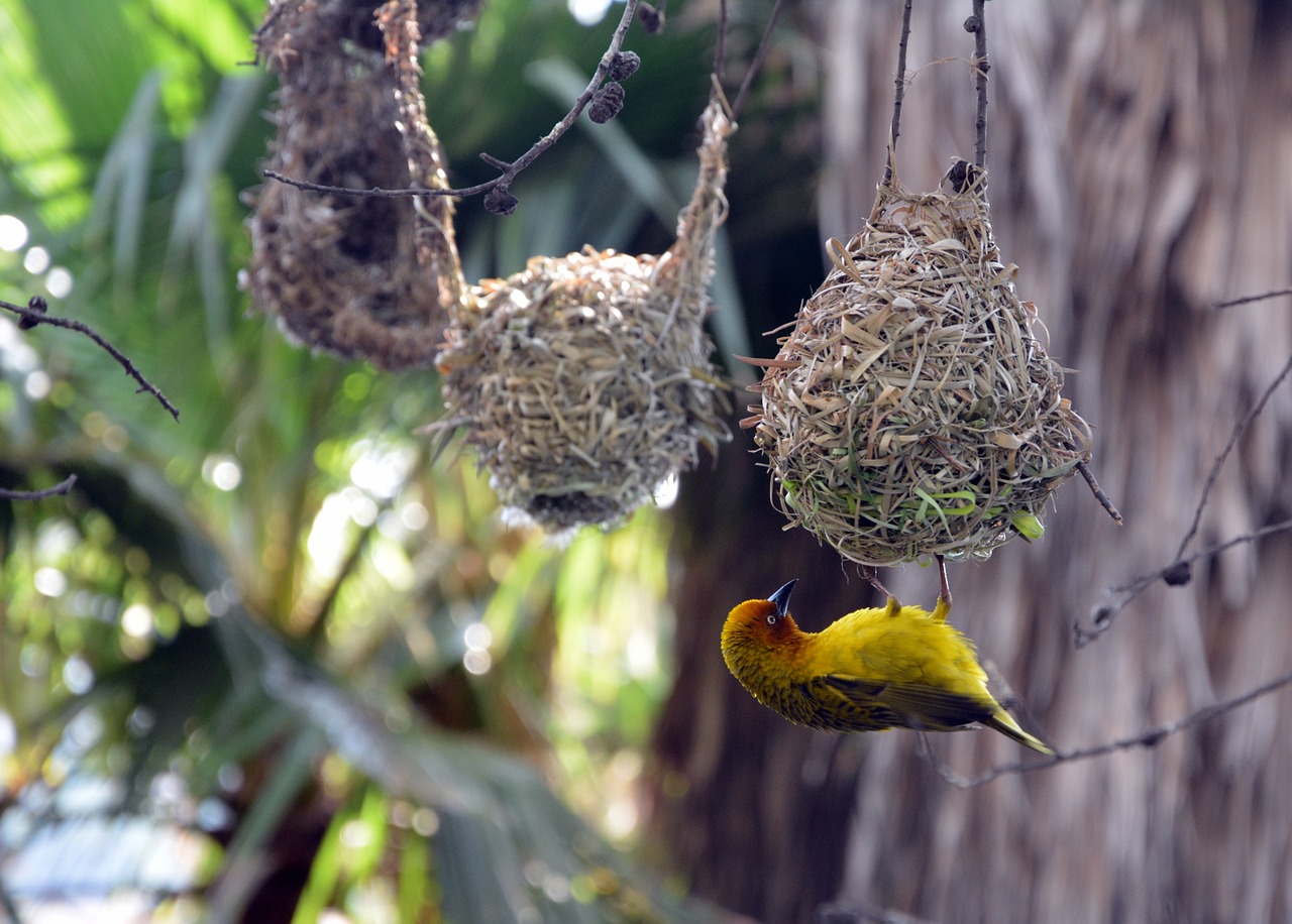 bird nests finch hanging free photo