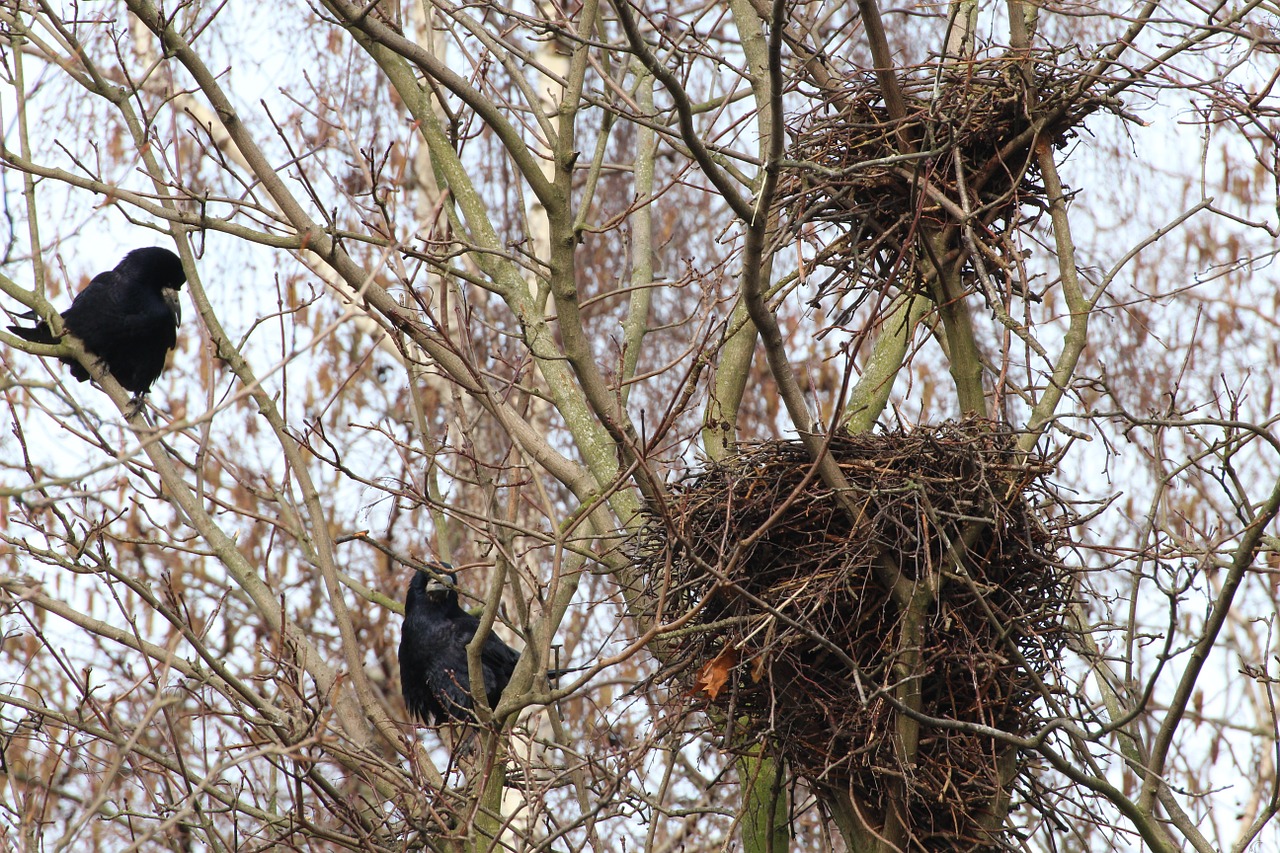 bird nests crow nests free photo
