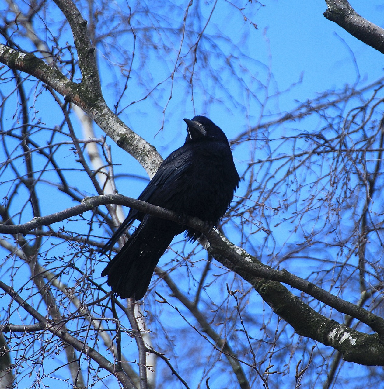 bird nests crow nests free photo