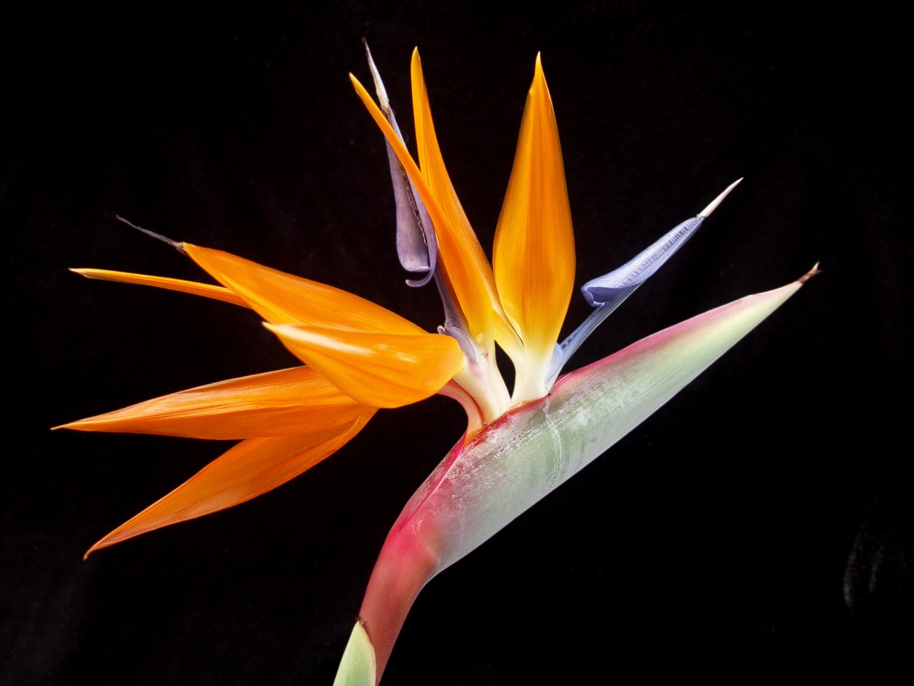 bird of paradise flower tropical free photo