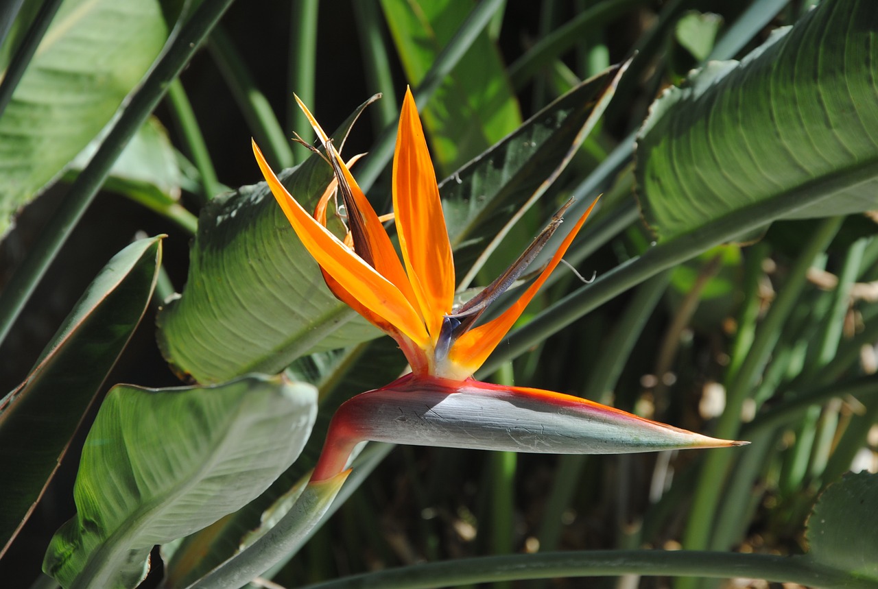 bird of paradise flower tropical flower free photo