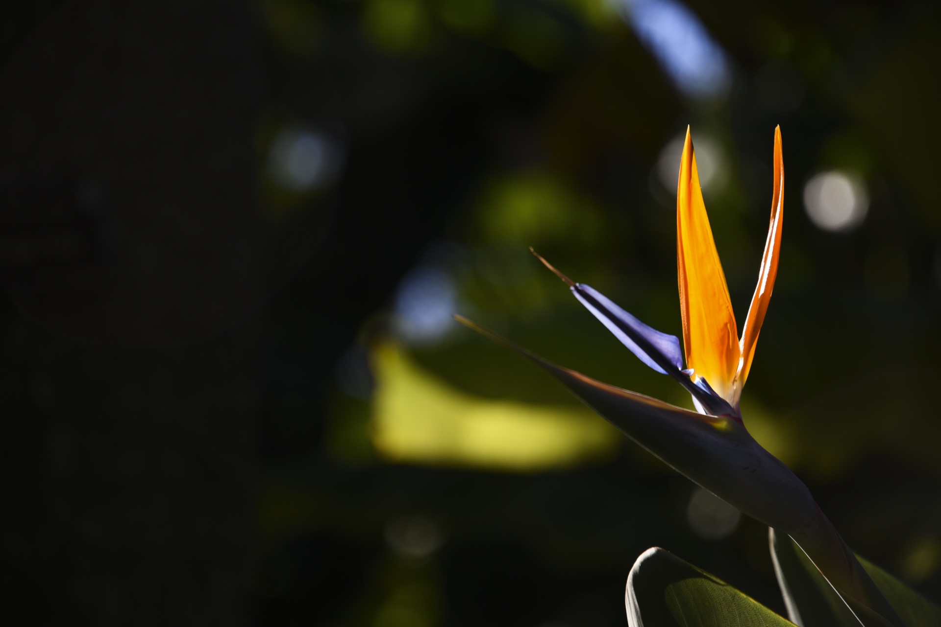 flower bird paradise orange free photo