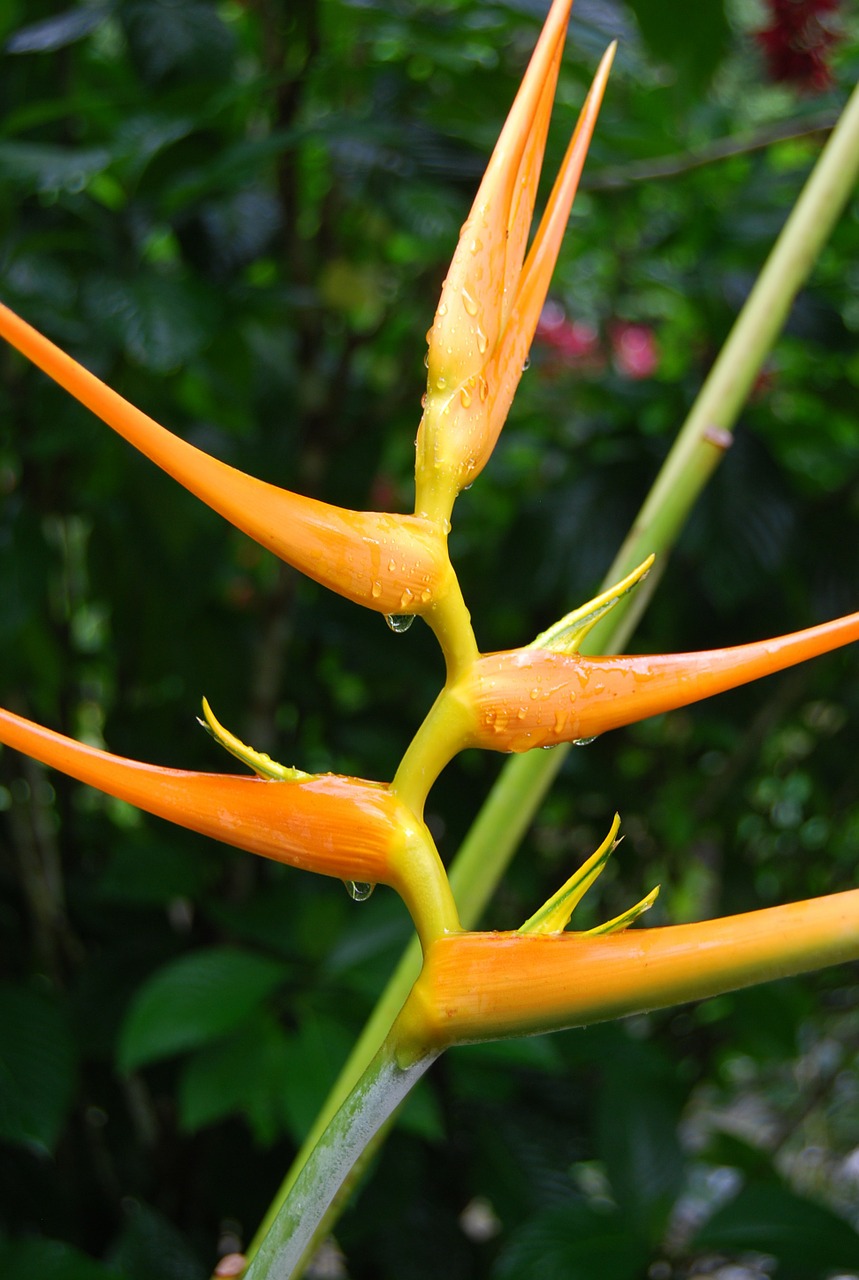 bird of paradise flower strelitzia reginae free photo